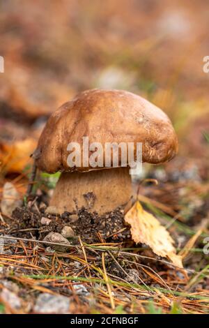 Boletus edulis champignons comestibles dans la forêt d'automne gros plan Banque D'Images