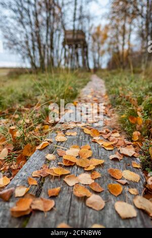 Feuilles jaunes d'automne sur fond en bois de près Banque D'Images