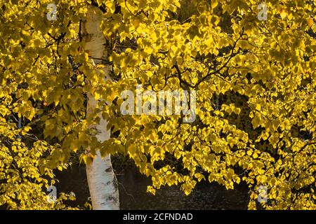 Beau bouleau et feuilles d'automne jaunes Banque D'Images