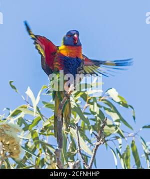 Vue spectaculaire de l'australien Rainbow Lorikeet, Trichoglossus moluccanus sur le sommet de l'arbre de gomme avec des ailes colorées s'étirent contre le ciel bleu Banque D'Images