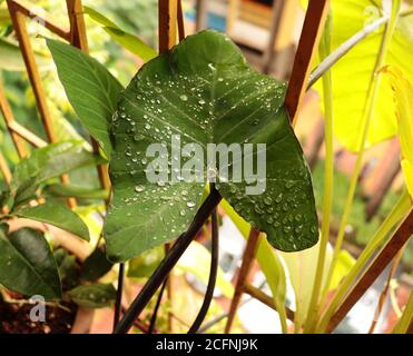 Gouttelettes d'eau sur les feuilles de Taro pourpres Banque D'Images