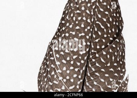 La plume d'un grand faisan argus sur fond blanc. Banque D'Images