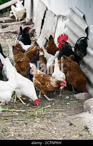 Les poulets de moudley multicolores sont à la recherche de nourriture dans une cour rurale. Banque D'Images
