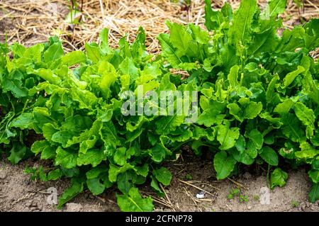 Feuilles de sorrel vert dans le jardin dans le jardin. Banque D'Images