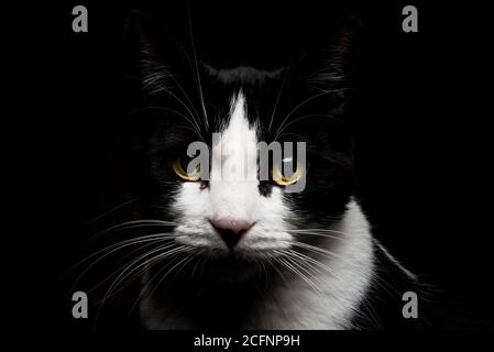 Un portrait d'un chat noir et blanc dans le sombre Banque D'Images