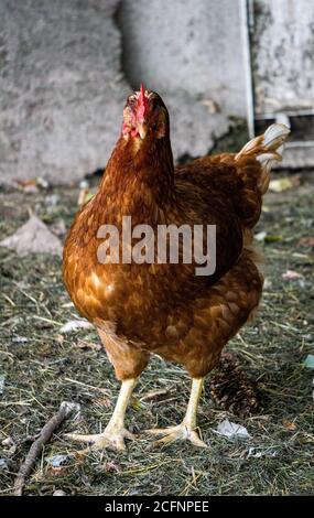 Une poule marbrure marmotley marche sur une ferme à la campagne. Banque D'Images