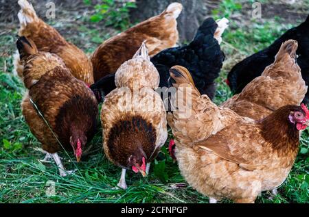 Les poulets de moudley multicolores sont à la recherche de nourriture dans une cour rurale. Banque D'Images