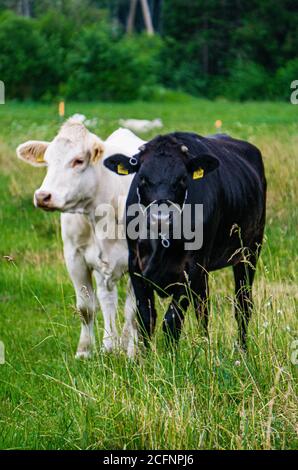 De grandes vaches blanches et noires se broutent sur le terrain à l'extérieur. Banque D'Images
