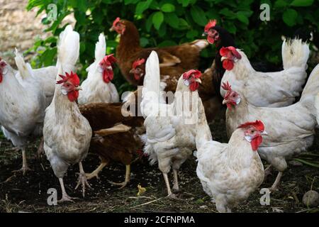 Les poulets de moudley multicolores sont à la recherche de nourriture dans une cour rurale. Banque D'Images