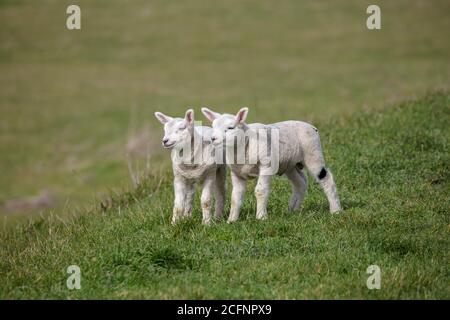 Pays-Bas, Ile de Texel, de Cocksdorp. Pedigree reproduction de moutons Texel. Agneaux. Banque D'Images