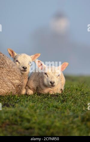 Pays-Bas, Ile de Texel, de Cocksdorp. Pedigree reproduction de moutons Texel. Agneaux. Banque D'Images