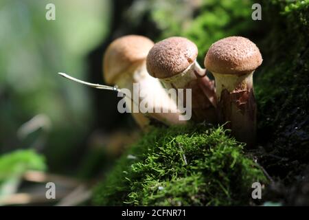 Le champignon du miel (Armillaria mellea) pousse sur les vieux bouleaux abattus. Un groupe de champignons de souche comestibles. Macro Banque D'Images