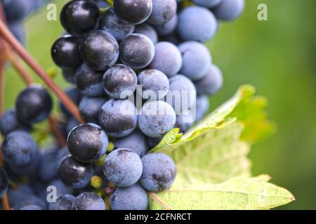 Gros plan de raisins bleus mûrs sur la vigne Banque D'Images