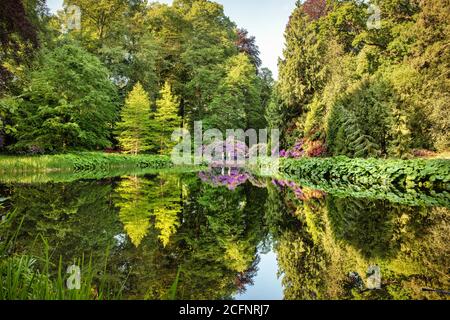 Pays-Bas, 's-Graveland, Rural Estate Gooilust. Rhododendron à fleurs. Couple senior marchant. Banque D'Images