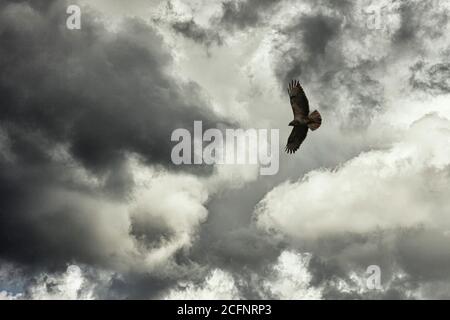 Pays-Bas, 's-Graveland, domaine rural Hilverbeek. Vol de Buzzard commun (Buteo buteo). Banque D'Images