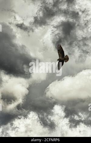 Pays-Bas, 's-Graveland, domaine rural Hilverbeek. Vol de Buzzard commun (Buteo buteo). Banque D'Images