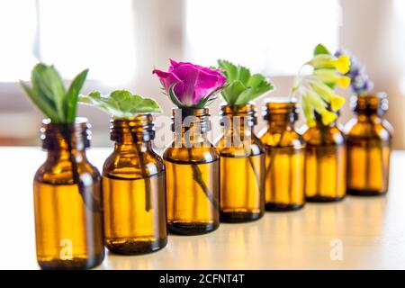 Focus sélectif lot sur les herbes fraîches dans de petites bouteilles millésimes dans une rangée. Concept d'huile essentielle. Fenêtre blanche floue avec un arrière-plan lumineux. Banque D'Images