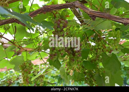 Un raisin de vigne avec des raisins mûrs à côté d'un millésime Presse à cidre sur une petite exploitation Shropshire Banque D'Images