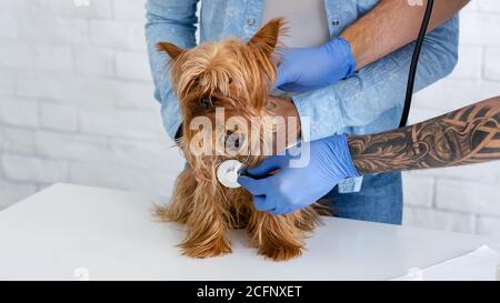 Médecin vétérinaire professionnel vérifiant la respiration du chien à l'hôpital pour animaux Banque D'Images