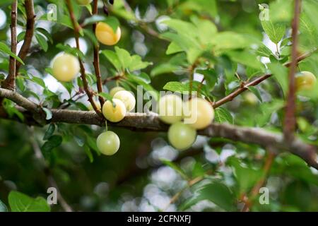 Les fruits de la prune Mirabelle, Prunus domestica, Banque D'Images