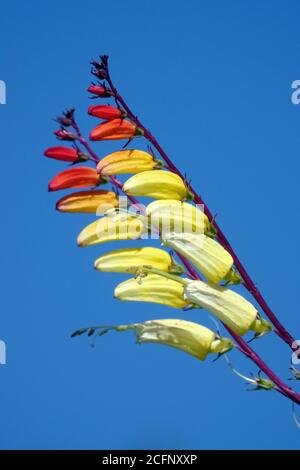 Ipomoea lobata drapeau espagnol Firecracker fleurs de vigne contre ciel bleu Banque D'Images