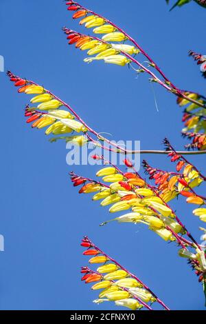 Ipomoea lobata drapeau espagnol Ipomoea versicolor. Firecracker ciel bleu de vigne fond Banque D'Images