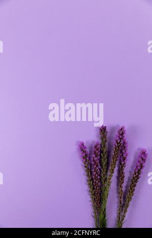 Vue sur les fleurs de lilas sur fond violet Banque D'Images