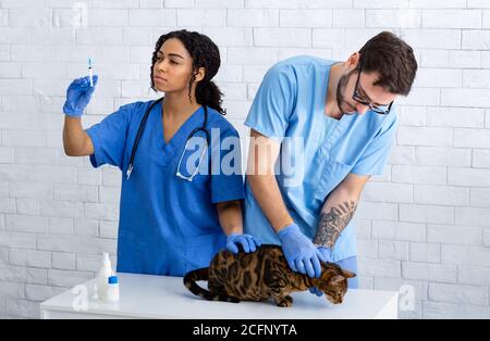 Vaccination des animaux de compagnie. Jeune vétérinaire avec une infirmière faisant l'injection pour chat mignon à l'hôpital animal Banque D'Images