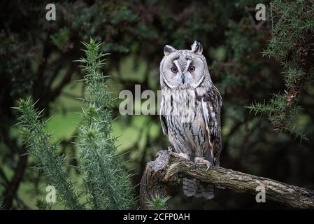 Un portrait complet d'un long hibou perché sur une branche. Il est orienté vers l'avant avec ses yeux orange ouverts et regardant Banque D'Images