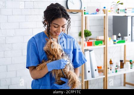 Un bon document vétérinaire afro-américain tenant un joli terrier du Yorkshire à la clinique, espace libre Banque D'Images