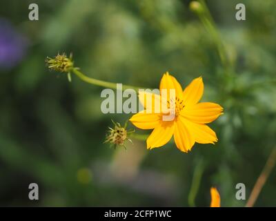 Marigold africain, américain, aztèque, grand marigold Nom scientifique Tagetes erecta fleur jaune fleurir dans le jardin nature fond Banque D'Images