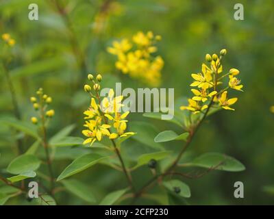 Petite fleur jaune Thryallis glauca, Galphimia, Gold douche moyenne arbuste l'inflorescence des fleurs jaunes foncées sera libérée à la fin de la branche Blo Banque D'Images