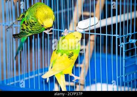 deux perroquets ondulés jaune-vert sont assis sur une cage Banque D'Images