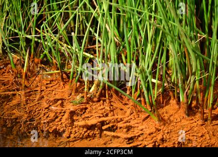 Gros plan des racines de Reedgrass qui poussent dans l'étang de tourbières, République tchèque, Europe Banque D'Images