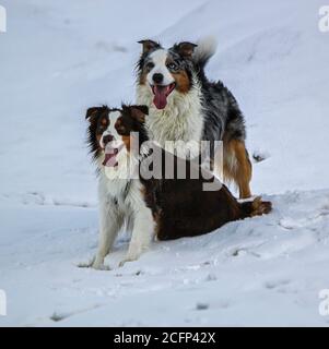 Couple de chiens de berger australiens Banque D'Images