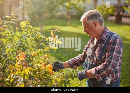Personne âgée utilisant une pince pour pincer ses roses Banque D'Images