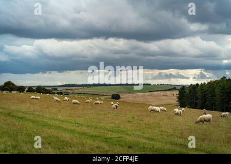 West Illsley, Berkshire, Royaume-Uni. 6 septembre 2020. Vue depuis la randonnée à travers le ridgeway près de West Illsley. Des moutons se broutent sur la colline. Crédit : Sidney B. Banque D'Images