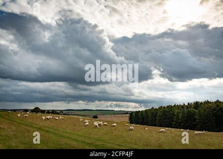 West Illsley, Berkshire, Royaume-Uni. 6 septembre 2020. Vue depuis la randonnée à travers le ridgeway près de West Illsley. Des moutons se broutent sur la colline. Crédit : Sidney B. Banque D'Images