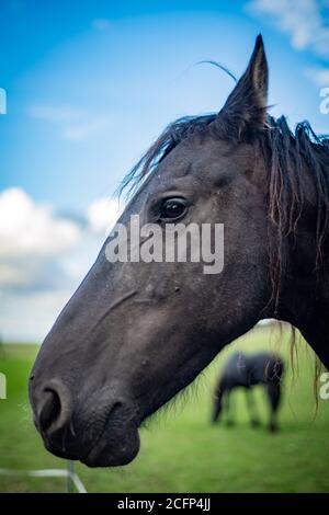 West Illsley, Berkshire, Royaume-Uni. 6 septembre 2020. Vue depuis la randonnée à travers le ridgeway près de West Illsley. Un cheval s'intéresse à un photographe qui Banque D'Images