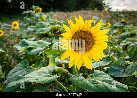 West Illsley, Berkshire, Royaume-Uni. 6 septembre 2020. Vue depuis la randonnée à travers le ridgeway près de West Illsley. Une abeille est assise sur un tournesol. Crédit : Sidney Bru Banque D'Images