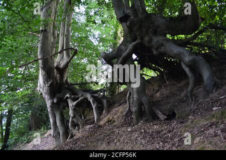 Des hêtres incroyables qui sortent d'un remblai comme les stents du Seigneur des anneaux. Les arbres semblent marcher. À Underriver, Kent. Banque D'Images