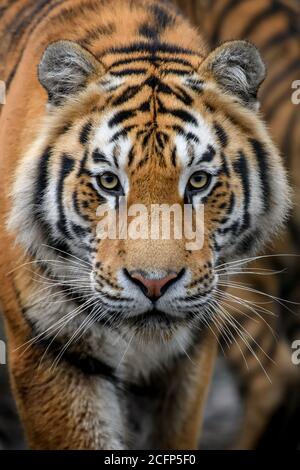 Magnifique gros plan portrait de gros Siberian ou d'Amour tigre Banque D'Images