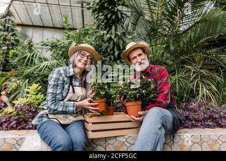 Deux beaux jardiniers hommes et femmes âgés, en regardant la caméra, travaillant ensemble en serre, appréciant leur passe-temps. L'homme tient l'azalée dedans Banque D'Images