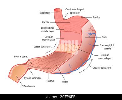 Anatomie de l'estomac humaine isolée sur fond blanc. Estomac et ses parties, illustration vectorielle marquée de lignes. Vecteur détaillé pour l'étude Illustration de Vecteur