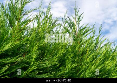 Belle haie de branches de thuja. Feuillage vert de cèdre. Sur fond de ciel bleu. Dans un jardin paysager. Banque D'Images
