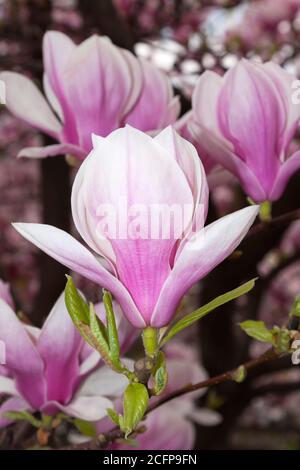 Fleurs de magnolias, Berlin, Allemagne Banque D'Images