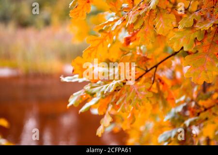 feuilles de chêne rouge, orange jaune vif. feuilles d'automne. Feuilles d'automne au soleil. Arrière-plan flou. Feuillage coloré dans le parc. Chute de feuilles Banque D'Images