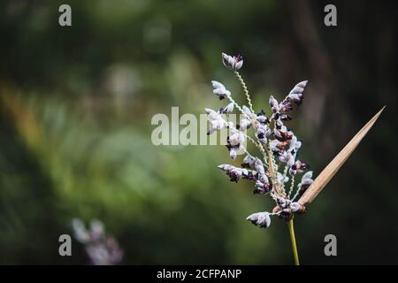 Foyer sélectif de la fleur sur fond vert foncé de l'idée de nature Banque D'Images