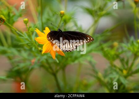 Papillon recueillir le nectar de fleur, papillon sur fleur avec jardin et fleur colorée pour papier peint, Banque D'Images