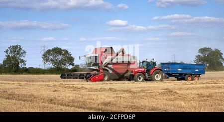 Moissonneuse-batteuse rouge Massey Ferguson Cerea 7278 et tracteur et Remorque travaillant dans un champ du Lincolnshire en août, heure de récolte Banque D'Images